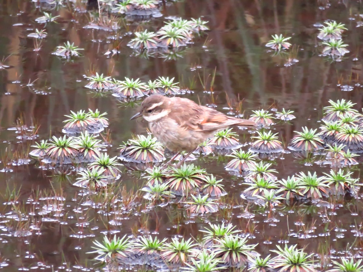 Chestnut-winged Cinclodes - ML474380201
