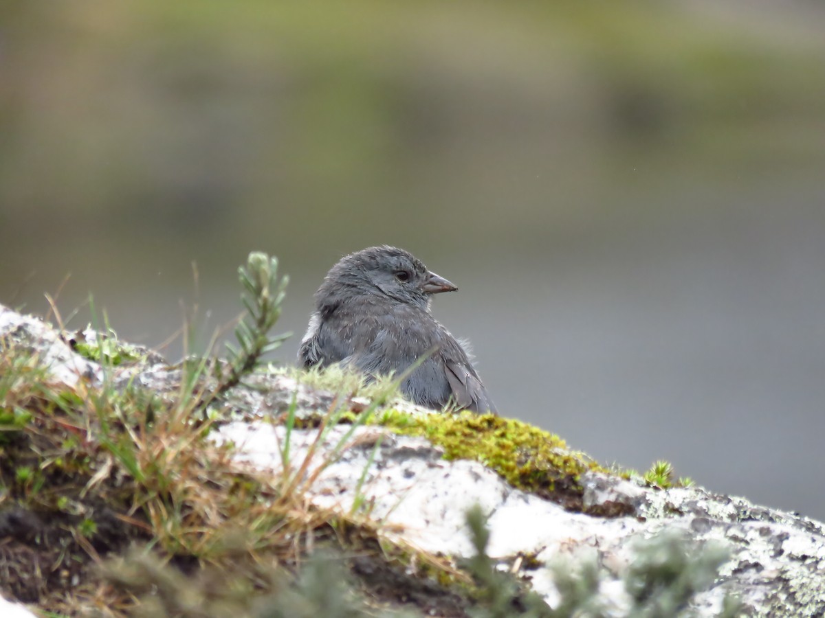 Plumbeous Sierra Finch - ML474380371