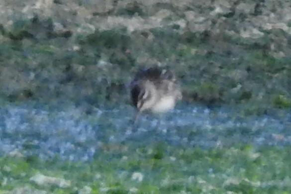 Broad-billed Sandpiper - Melih Karakaş