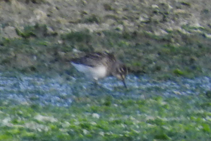 Broad-billed Sandpiper - ML474381121