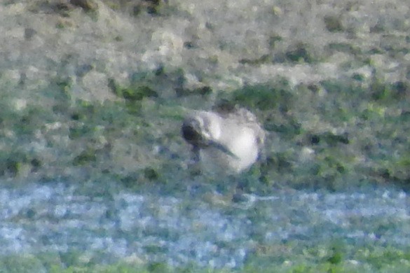 Broad-billed Sandpiper - ML474381131