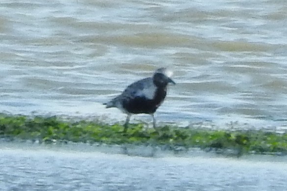 Black-bellied Plover - ML474381311