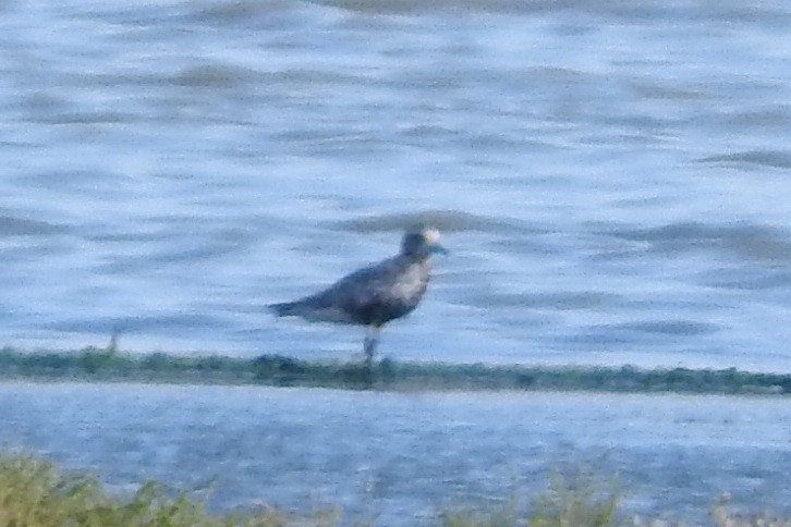 Black-bellied Plover - ML474382011