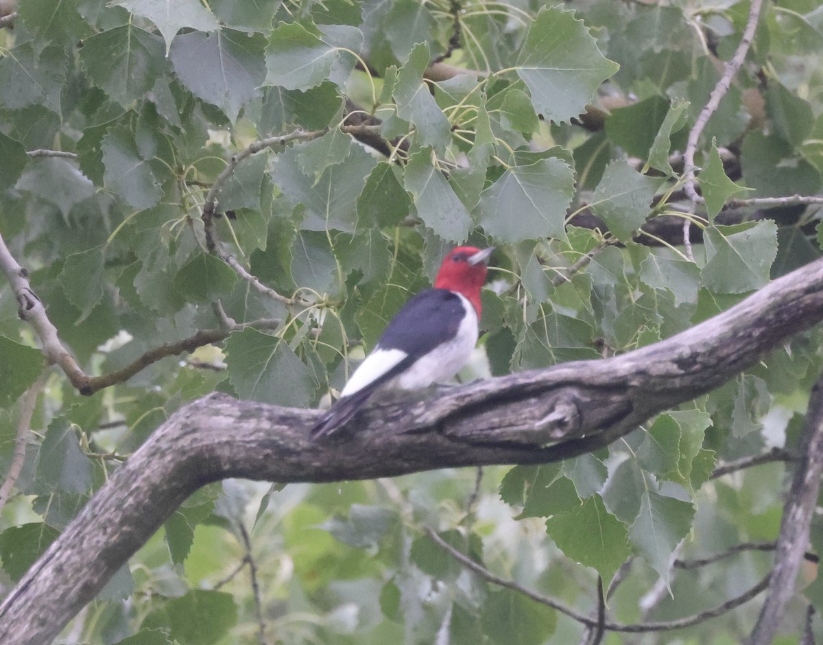 Red-headed Woodpecker - ML474382781
