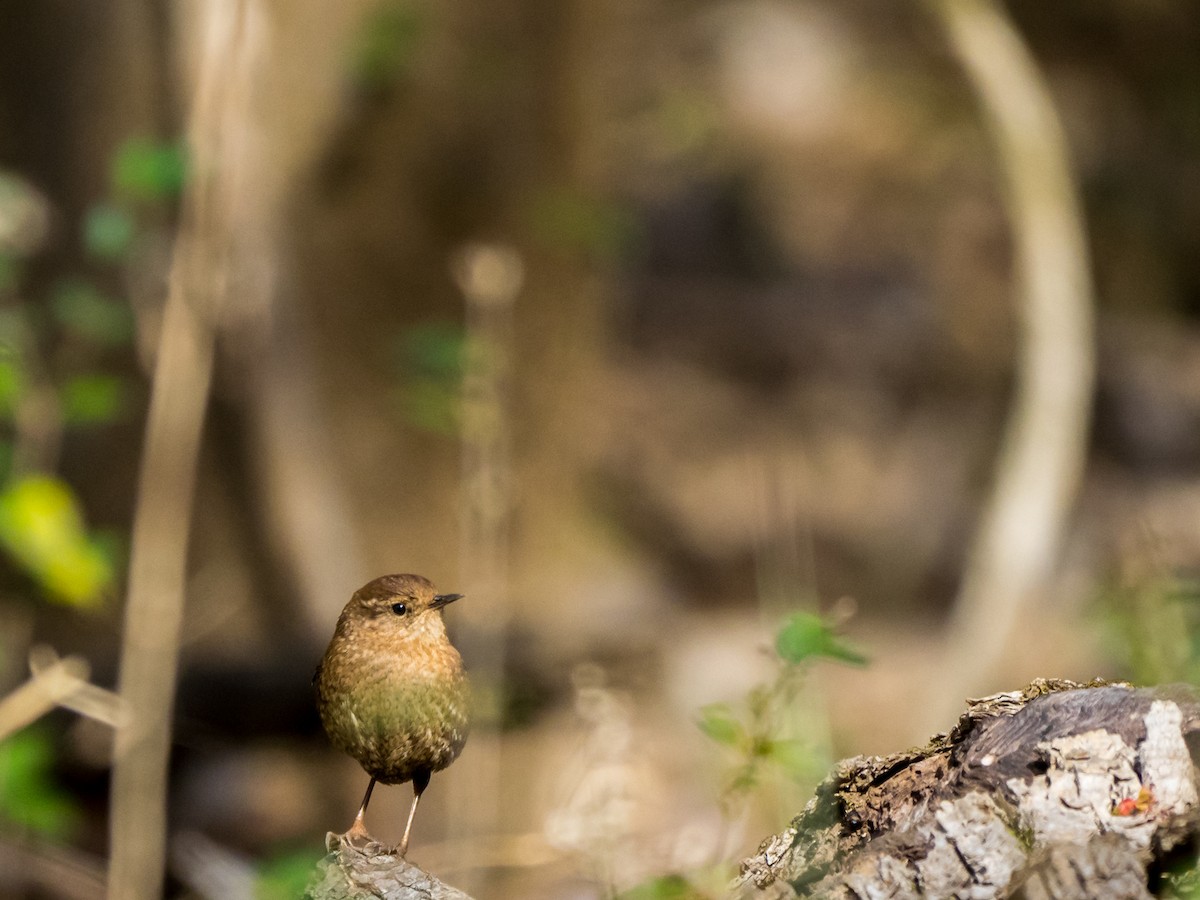 Winter Wren - ML47438281