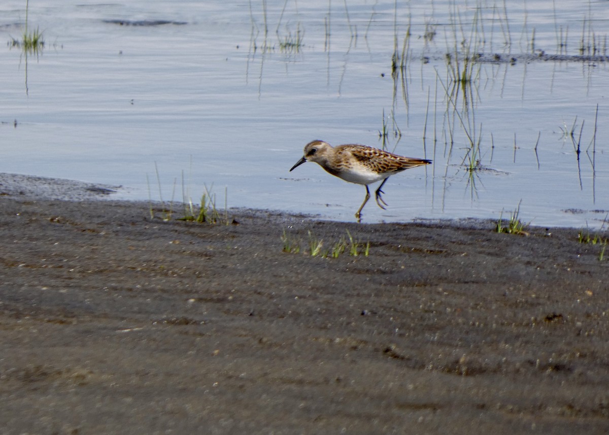 Least Sandpiper - ML474382941