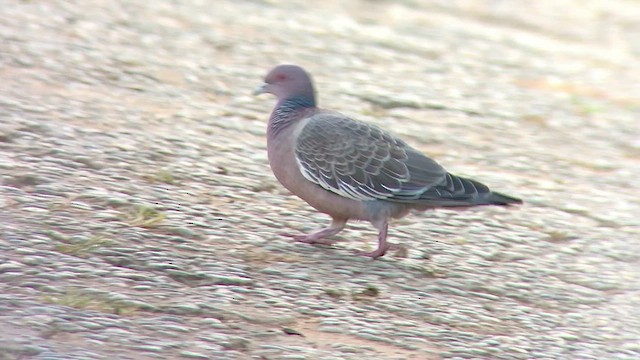 Pigeon picazuro - ML474383541