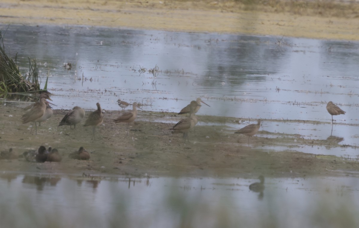 Marbled Godwit - ML474383761