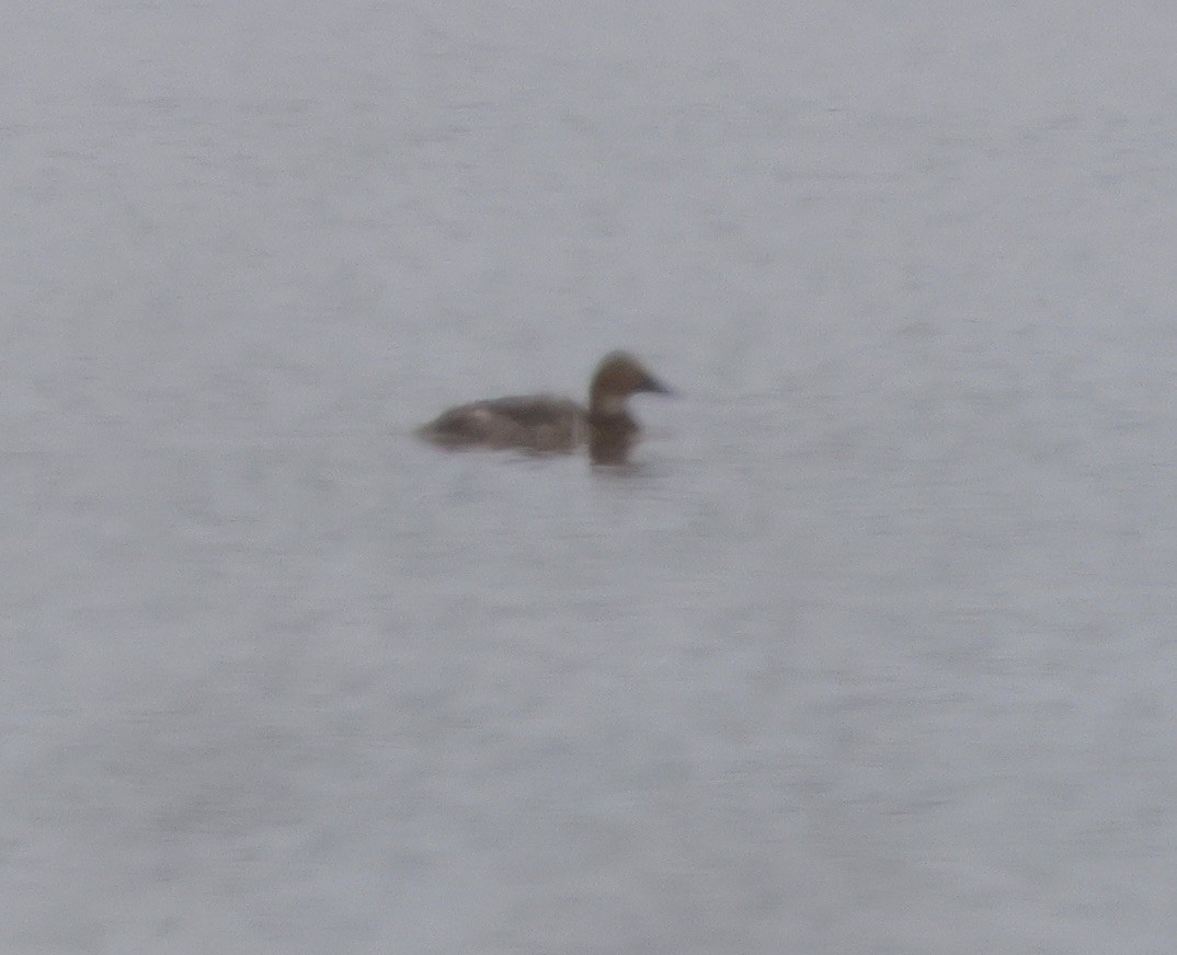 Canvasback - ML474383801