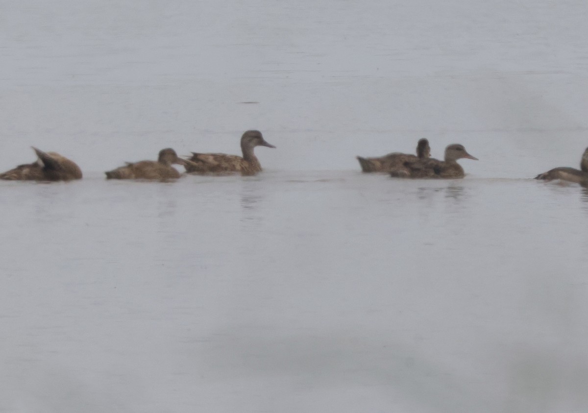 Gadwall - ML474383951