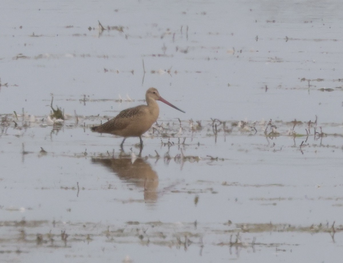 Marbled Godwit - ML474384101