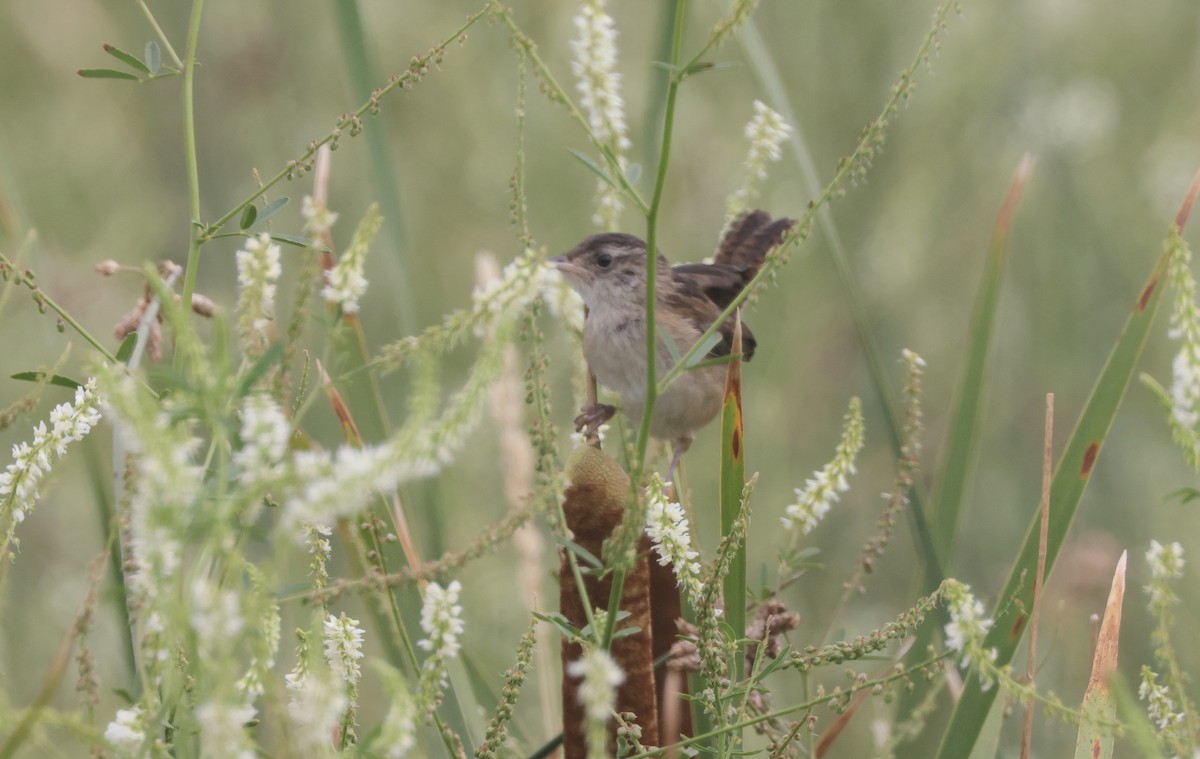 Marsh Wren - ML474384201