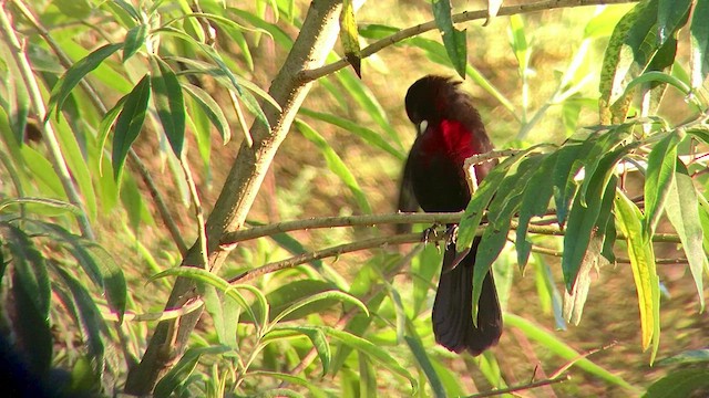 Silver-beaked Tanager - ML474384801