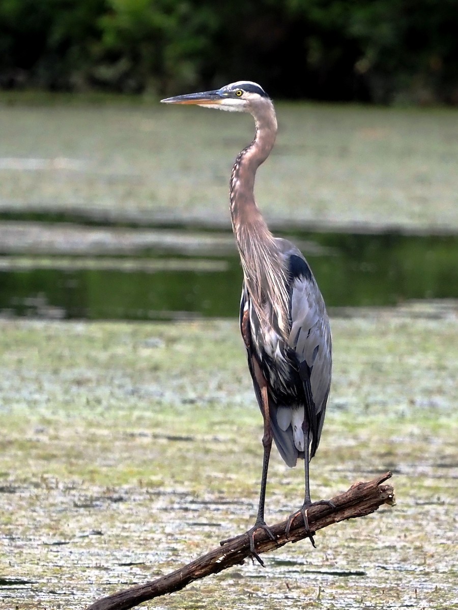 Great Blue Heron - Kelly Roy