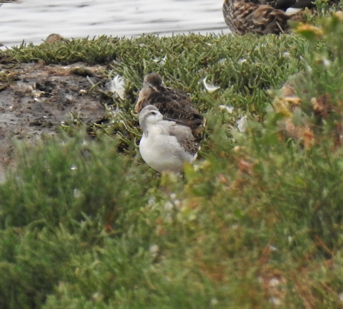 Wilson's Phalarope - ML474385041