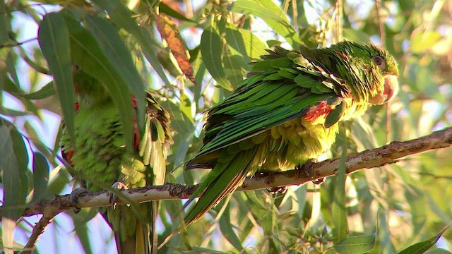 Aratinga Ojiblanca - ML474385411