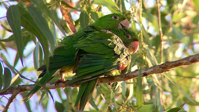 メジロメキシコインコ - ML474385531