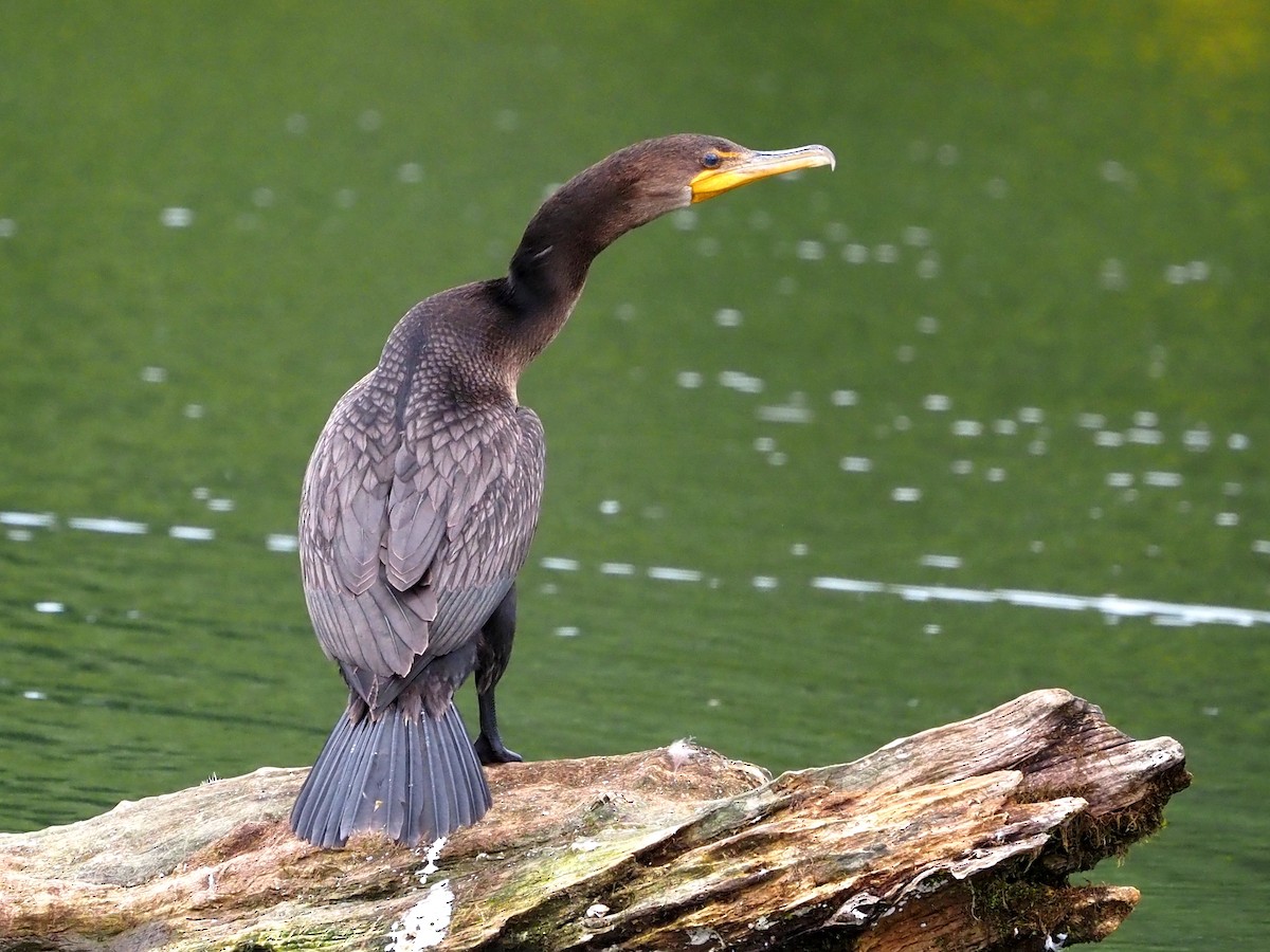 Double-crested Cormorant - Kelly Roy