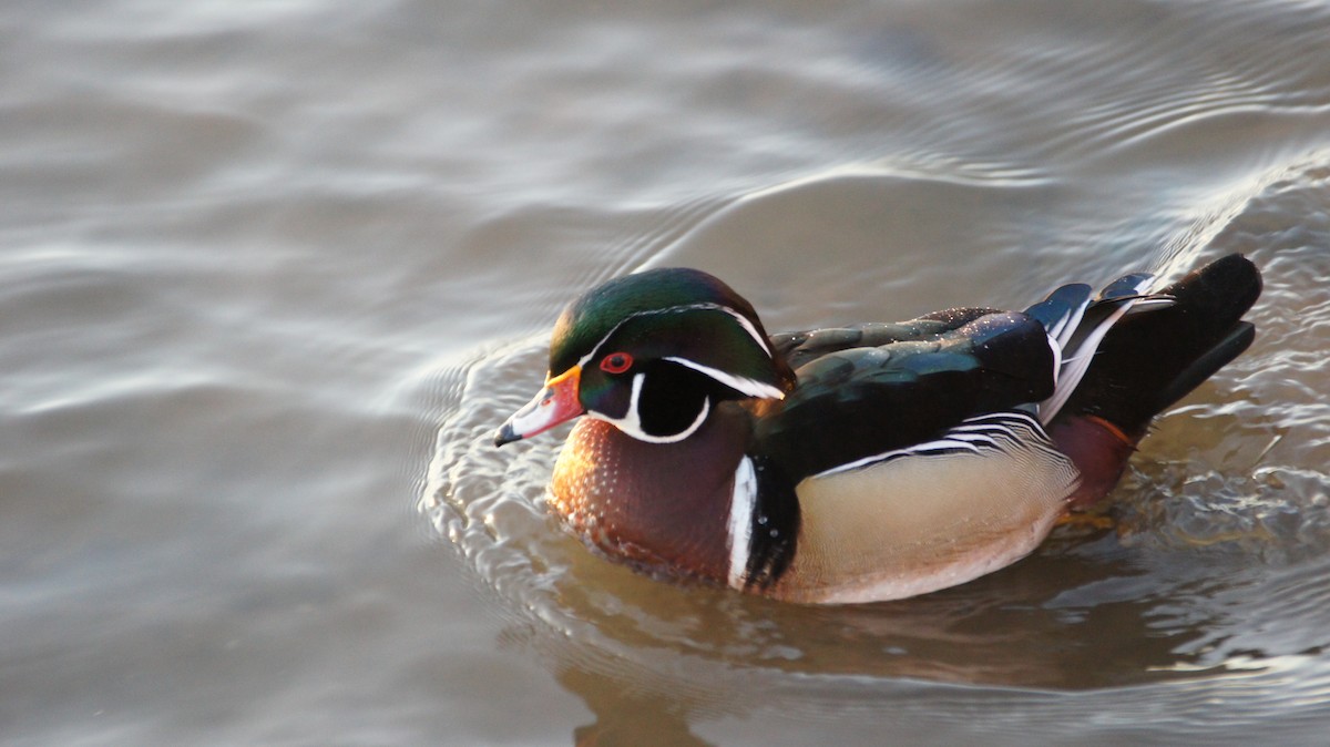 Wood Duck - Maxwell Ramey