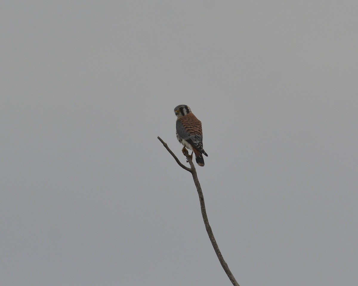 American Kestrel - ML474388471