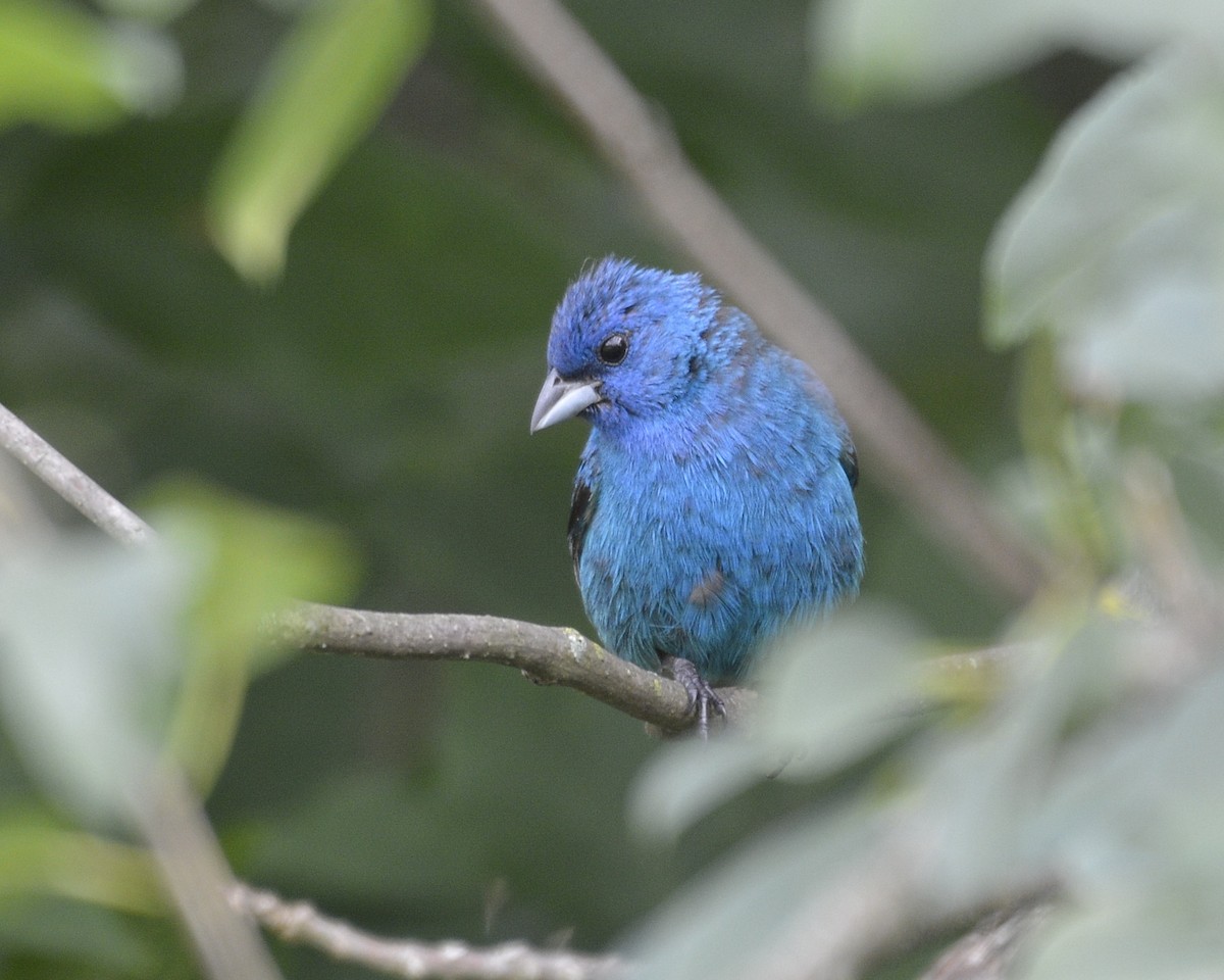 Indigo Bunting - David Kennedy