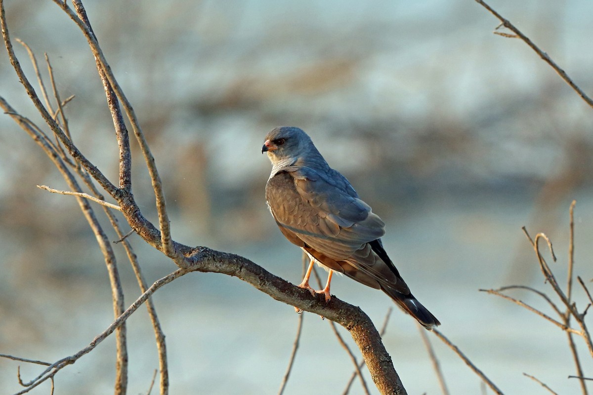 Ovambo Sparrowhawk - ML47438891