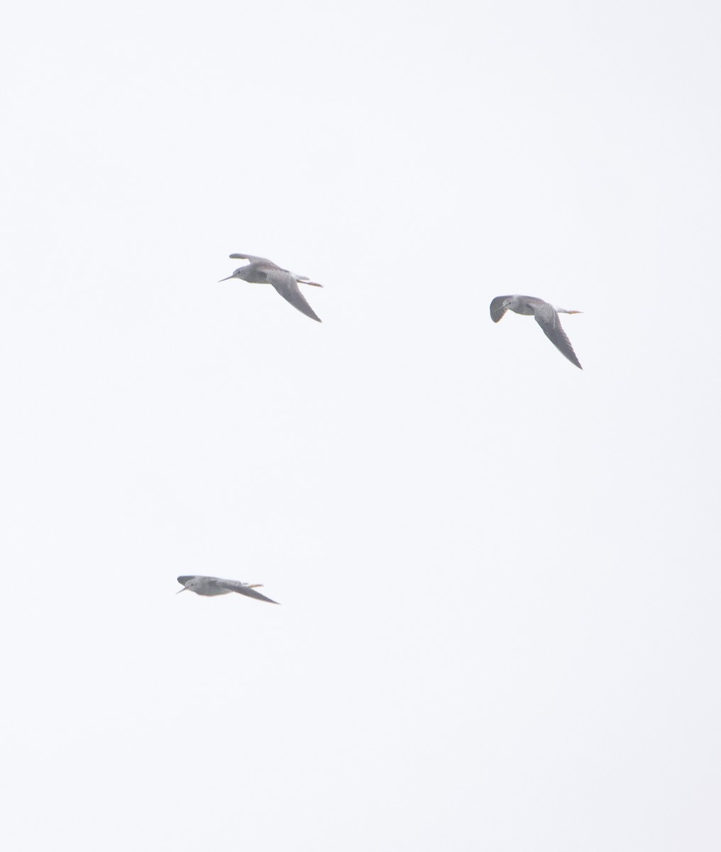 Lesser Yellowlegs - ML474390371