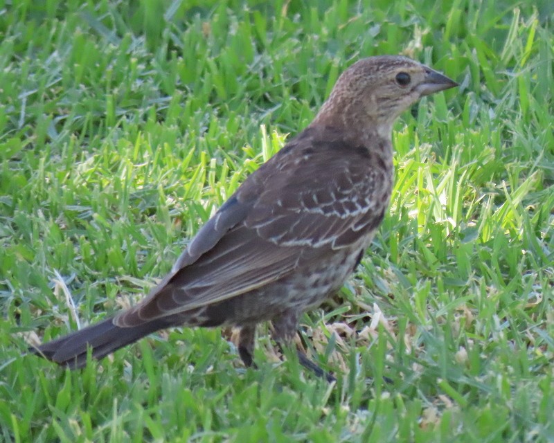 Brown-headed Cowbird - ML474390871