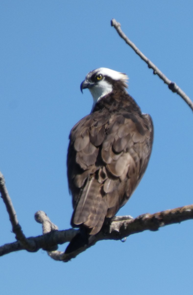 Balbuzard pêcheur - ML474390881