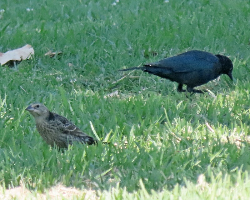 Brown-headed Cowbird - ML474390921