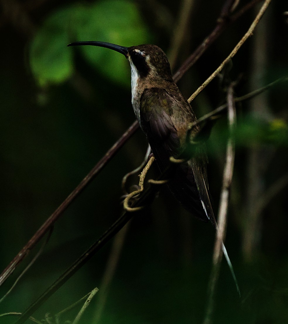 Pale-bellied Hermit - ML474392761