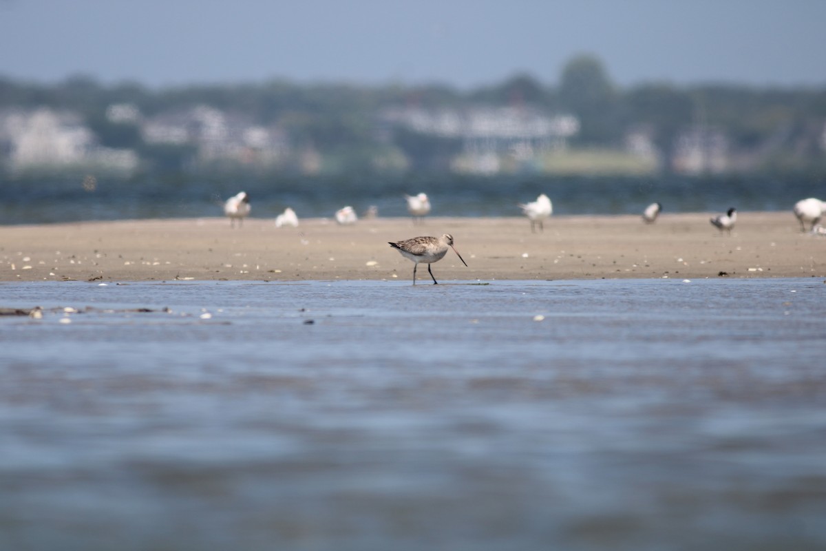 Bar-tailed Godwit - ML474393391