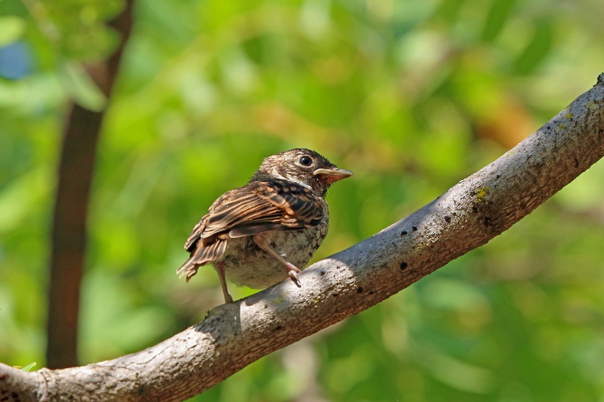 Böhm's Flycatcher - Nigel Voaden