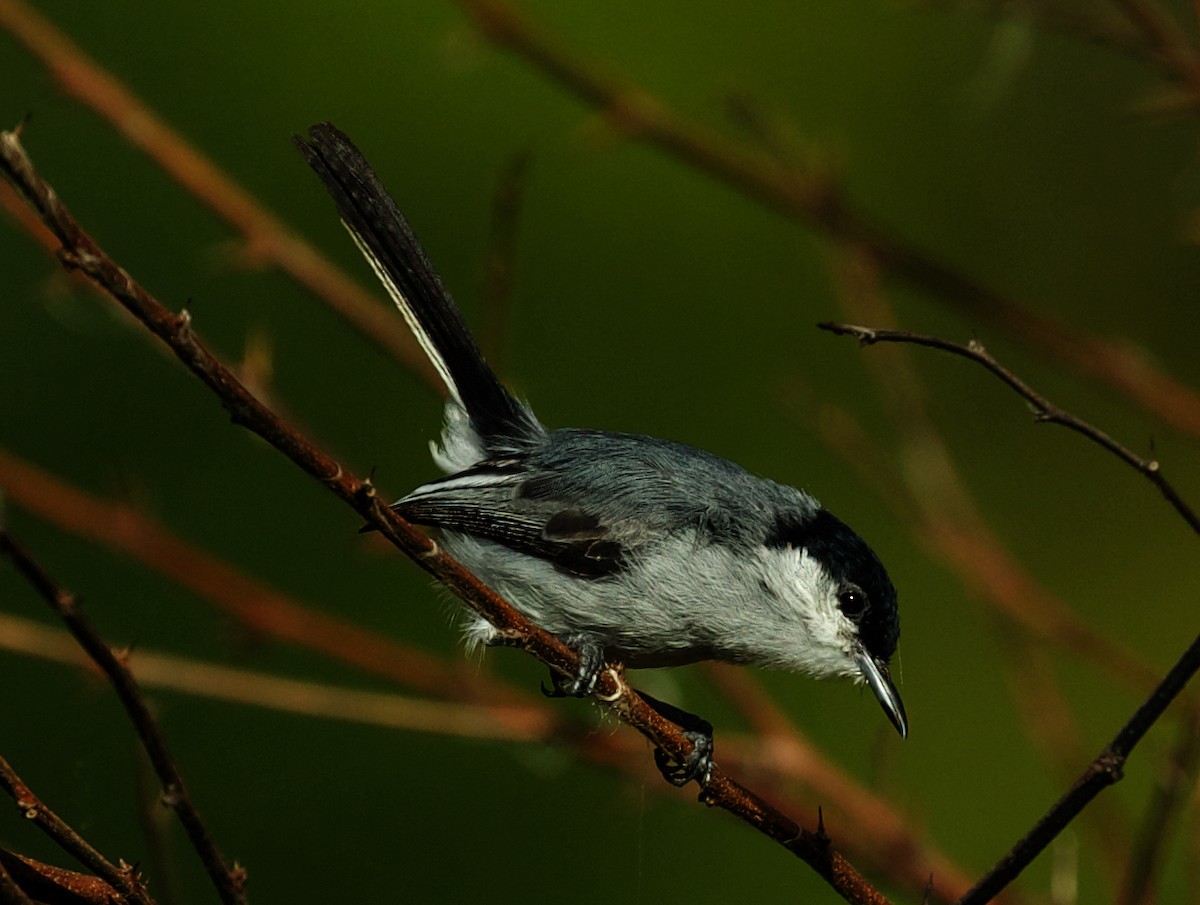 Комароловка тропічна - ML474394101