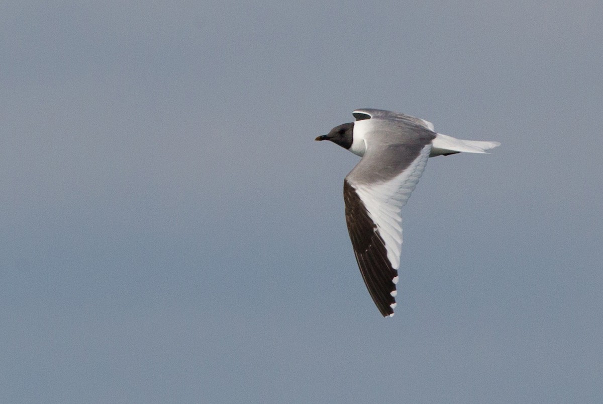 Sabine's Gull - Brandon Holden