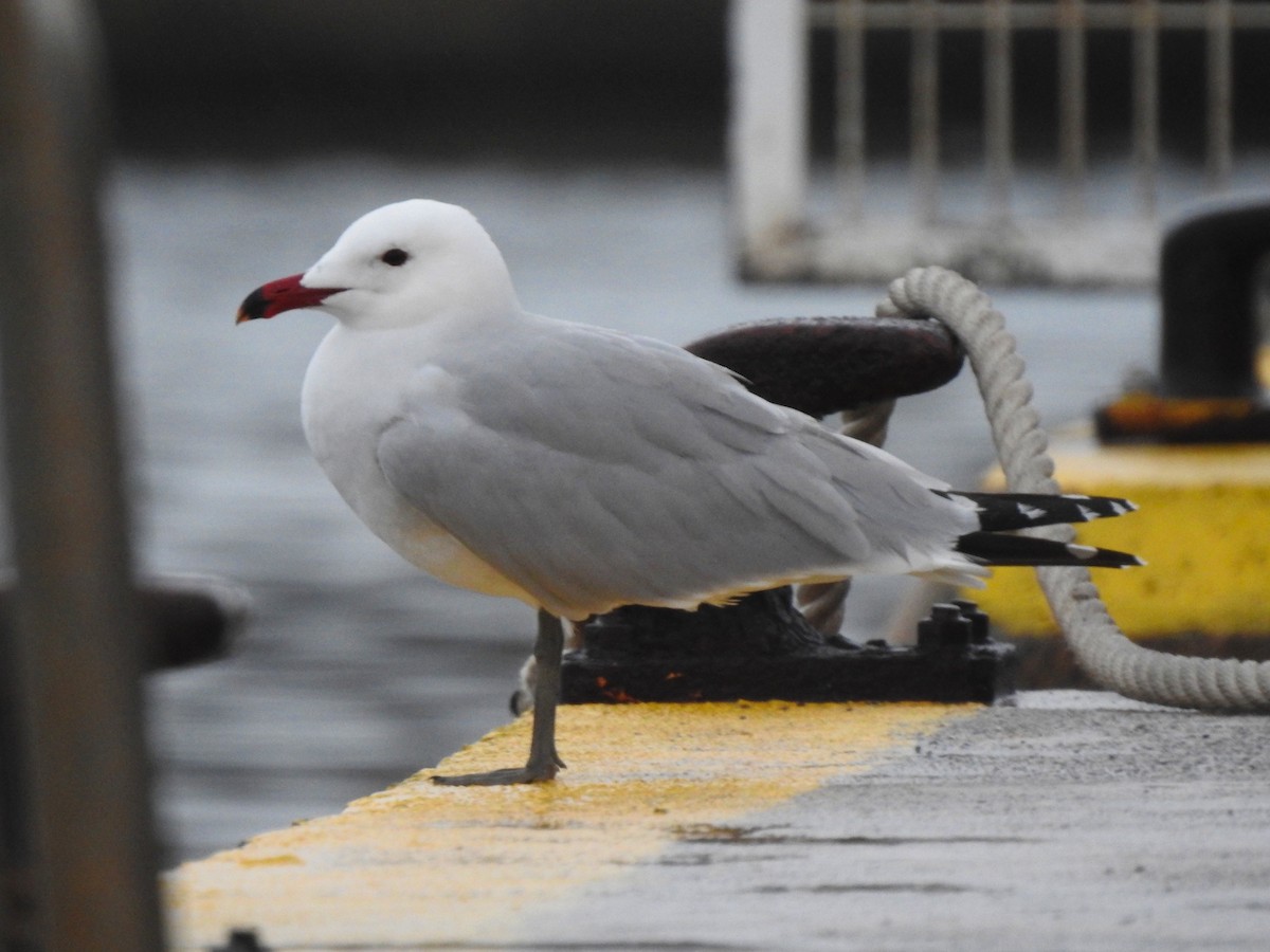 Audouin's Gull - ML474394931