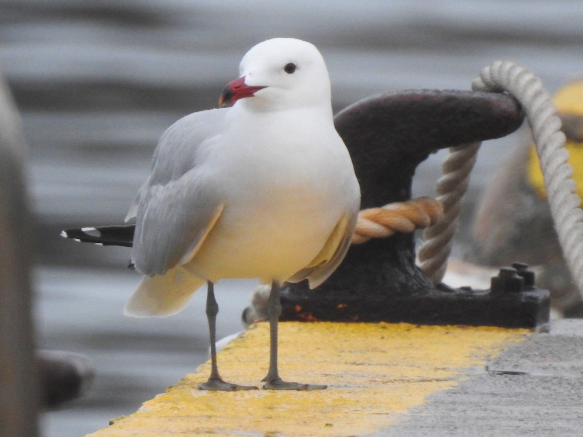 Audouin's Gull - ML474394941