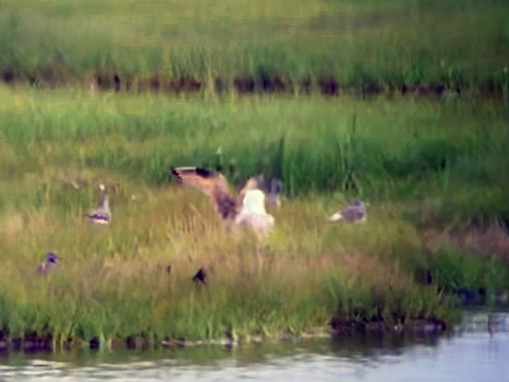 Marbled Godwit - ML474395381