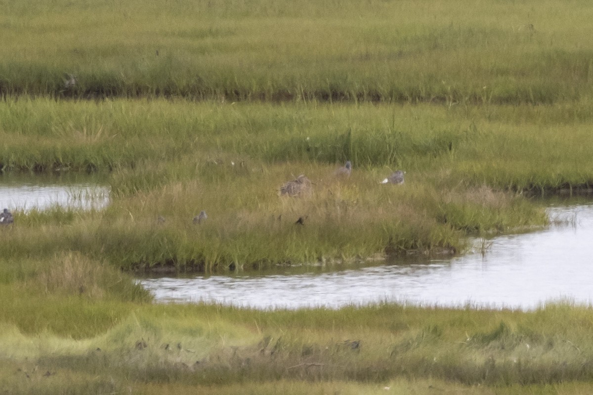 Marbled Godwit - ML474395391