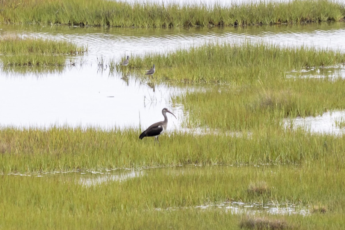 White Ibis - ML474395461