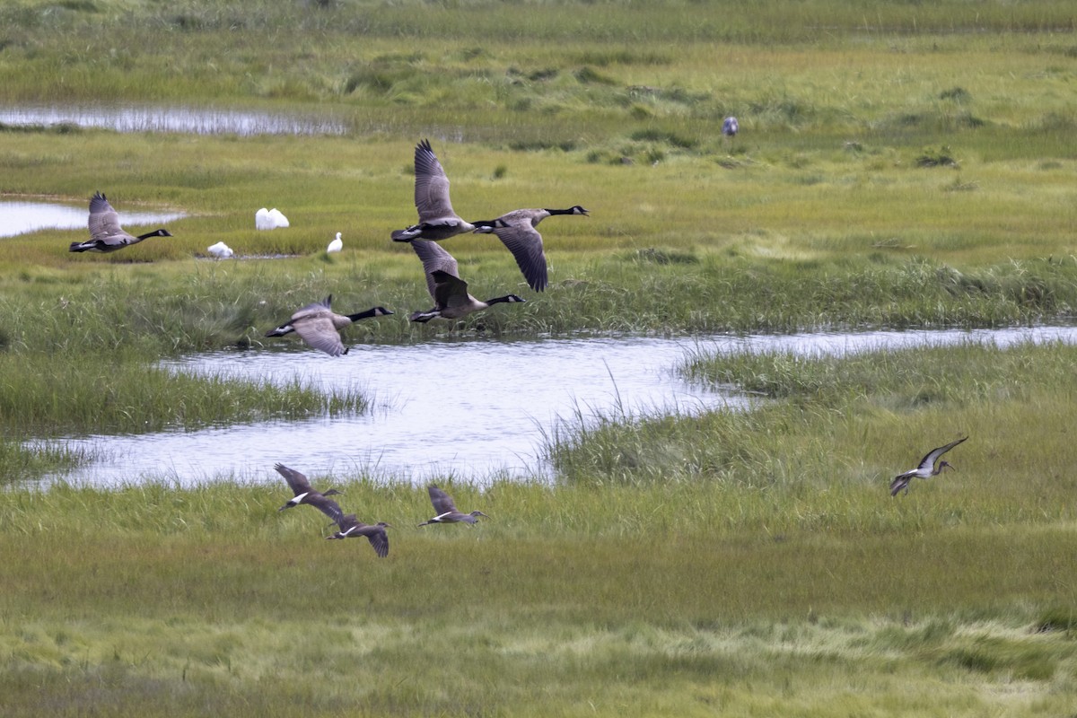 White Ibis - ML474395471