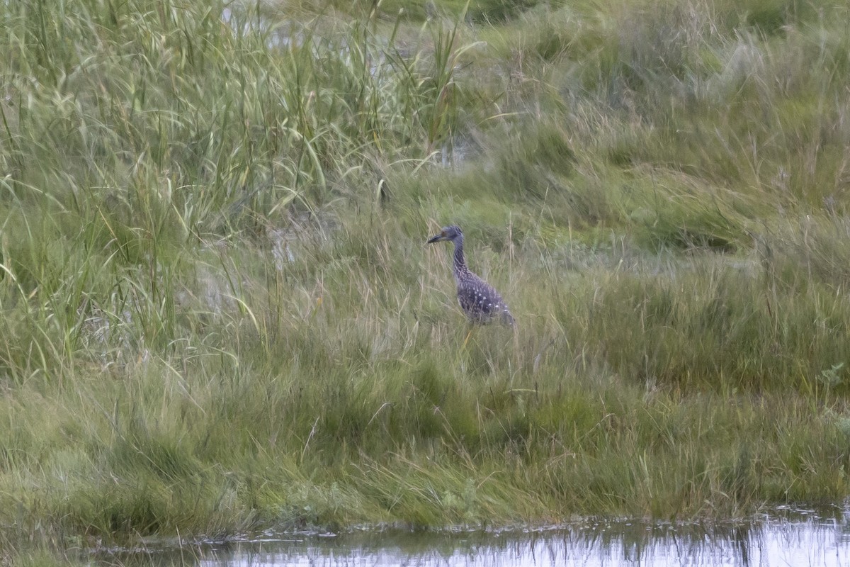 Yellow-crowned Night Heron - ML474395631