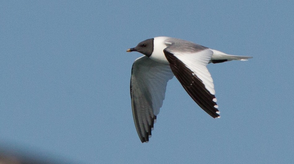 Sabine's Gull - Brandon Holden