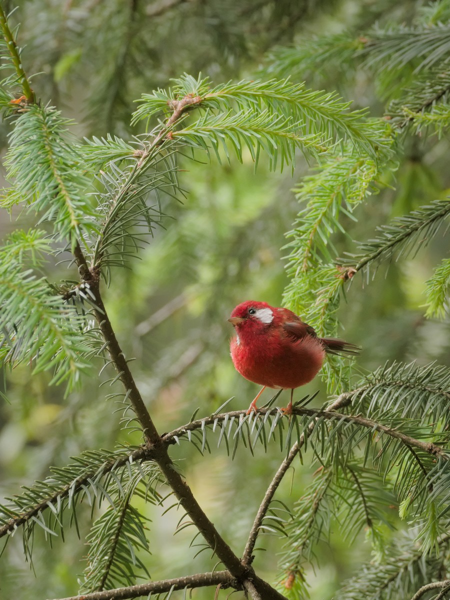 Red Warbler - ML474395731