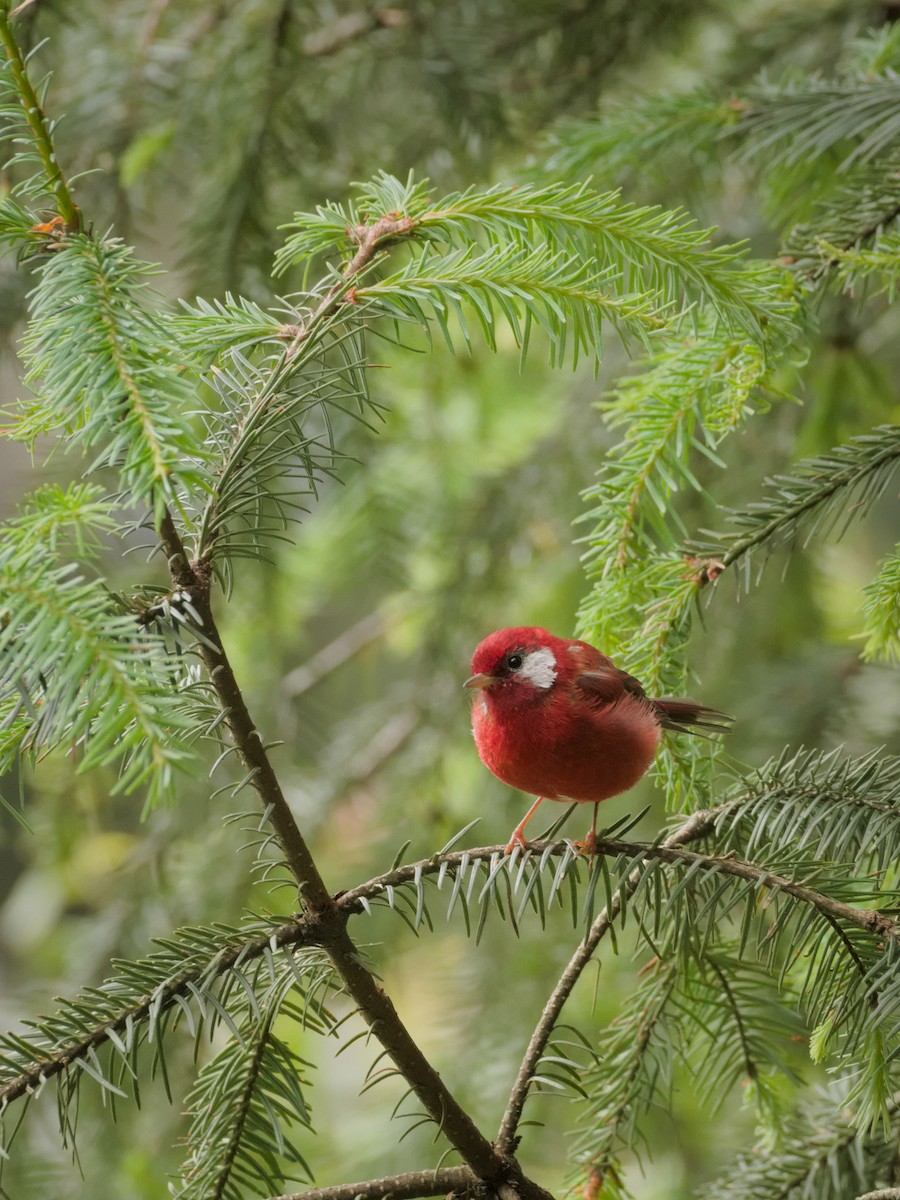 Red Warbler - Alberto Lobato (El Chivizcoyo)