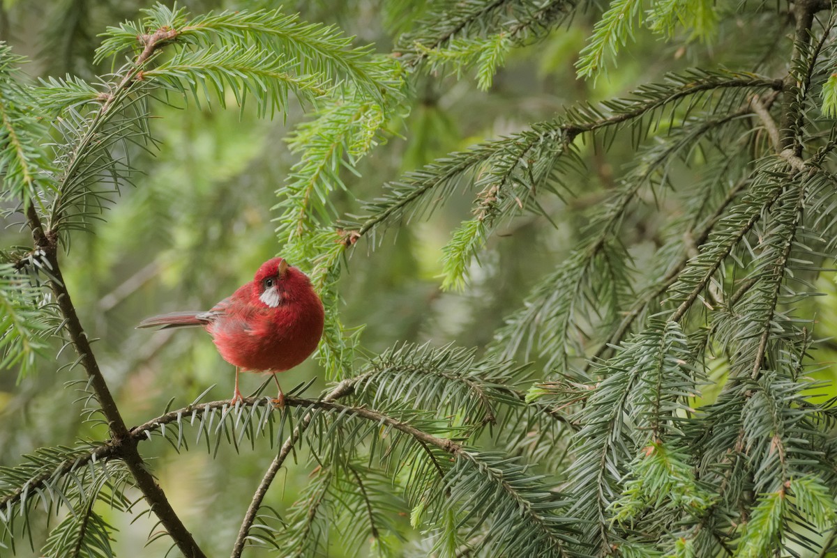 Red Warbler - ML474395751