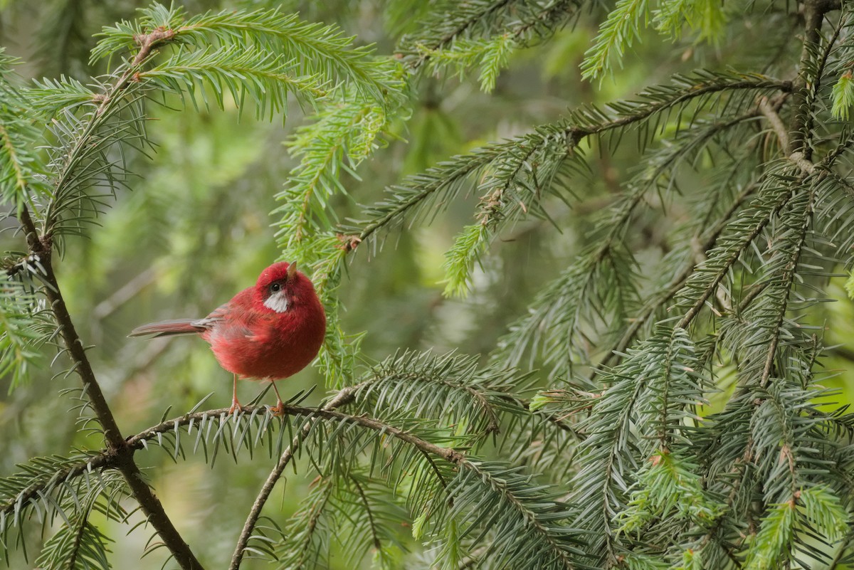 Red Warbler - ML474395761