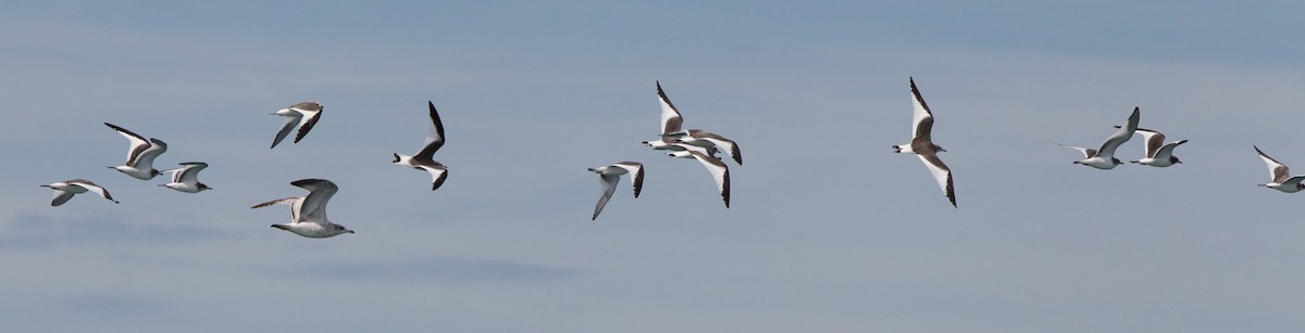 Sabine's Gull - Brandon Holden