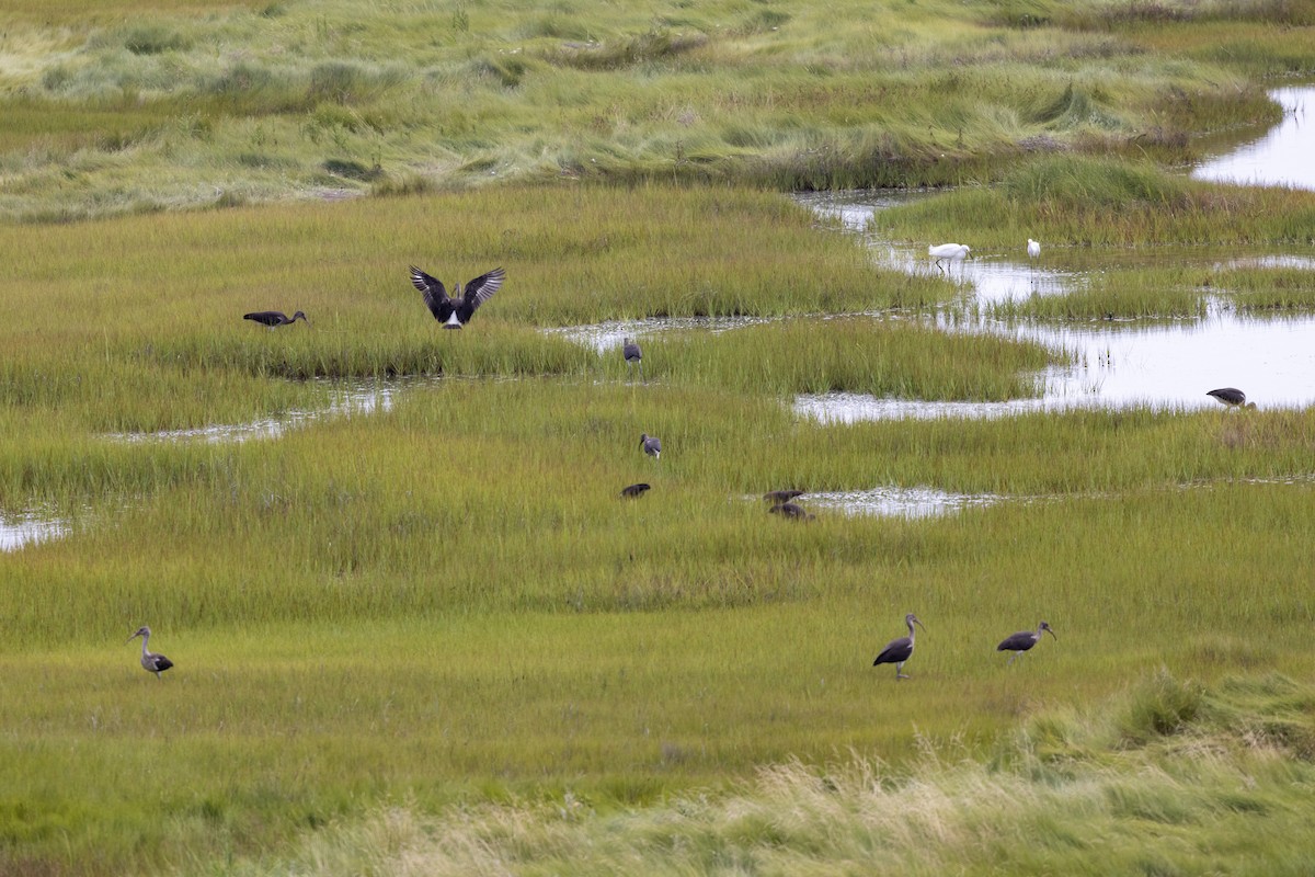 White Ibis - ML474396031