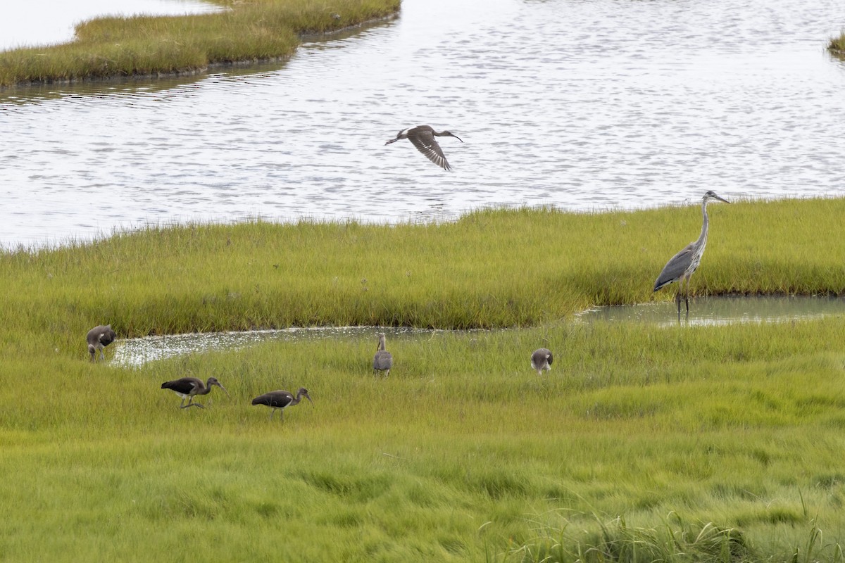 White Ibis - ML474396251